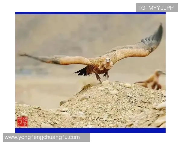 扣鸟与其背后含义的深度解析与探讨